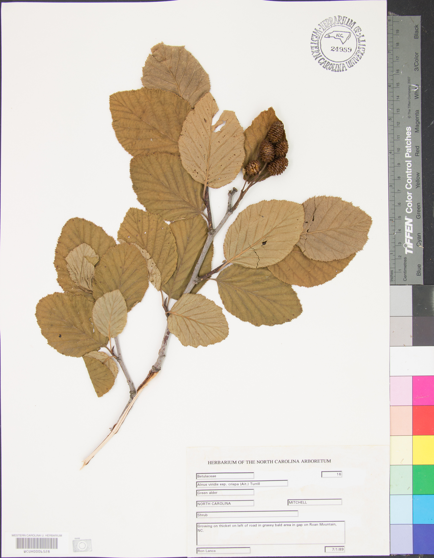 Alnus viridis var. crispa image