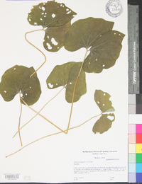 Jeffersonia diphylla image