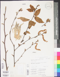 Betula alleghaniensis image