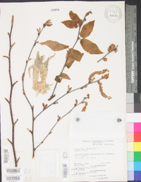 Betula alleghaniensis image