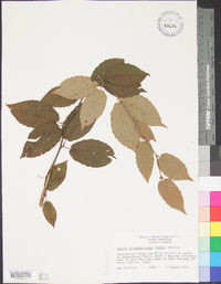 Betula alleghaniensis image