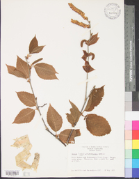 Betula alleghaniensis image