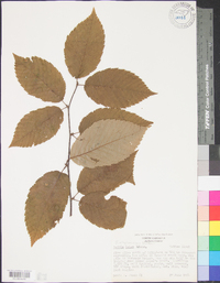 Betula alleghaniensis image