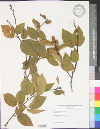 Betula alleghaniensis image