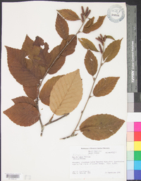 Betula alleghaniensis image