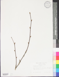 Betula alleghaniensis image