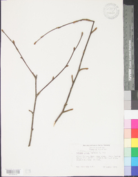 Betula alleghaniensis image