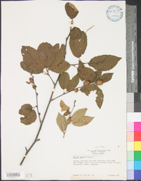 Betula alleghaniensis image