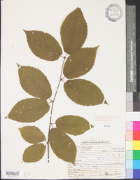 Betula alleghaniensis image