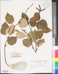 Betula cordifolia image