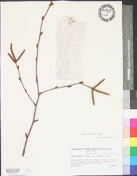 Betula cordifolia image