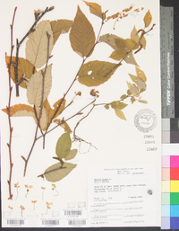 Betula lenta image