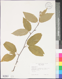 Betula lenta image