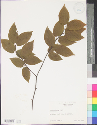 Betula lenta image