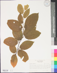 Betula lenta image