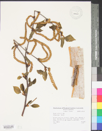 Betula utilis image