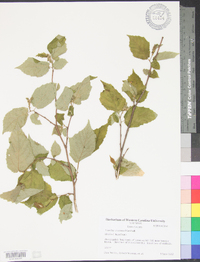 Corylus cornuta image