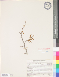 Corylus cornuta image