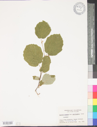 Corylus cornuta image