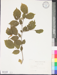 Corylus cornuta image