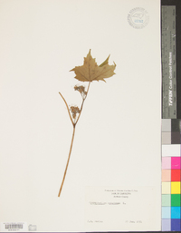 Hydrophyllum canadense image