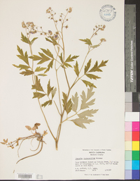 Phacelia bipinnatifida image