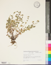 Phacelia dubia var. dubia image