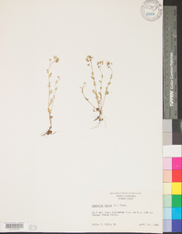 Phacelia dubia image