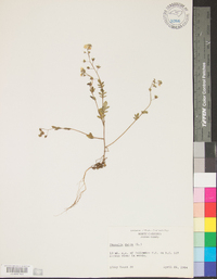 Phacelia dubia image