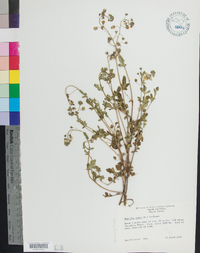 Phacelia dubia image