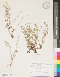Phacelia dubia image