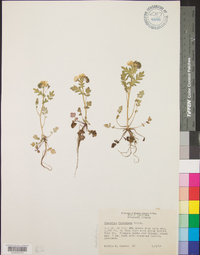 Phacelia fimbriata image