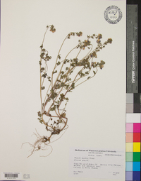 Phacelia maculata image