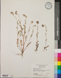 Phacelia maculata image