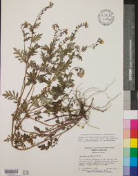 Phacelia purshii image