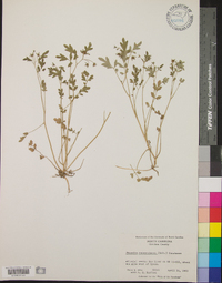 Phacelia ranunculacea image