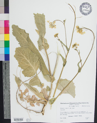 Brassica rapa var. rapa image