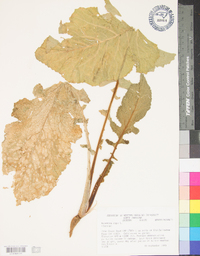 Brassica rapa image