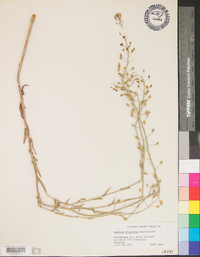 Camelina microcarpa image