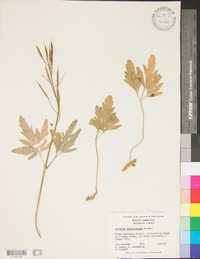 Cardamine angustata image