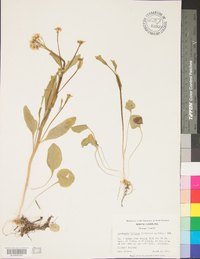 Cardamine bulbosa image