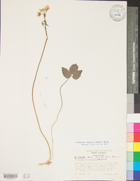 Cardamine diphylla image