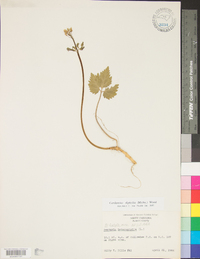 Cardamine diphylla image