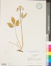 Cardamine diphylla image