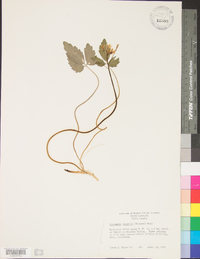 Cardamine diphylla image