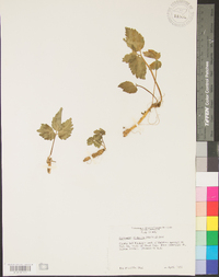 Cardamine diphylla image