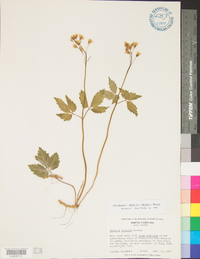 Cardamine diphylla image