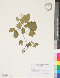 Cardamine flagellifera image