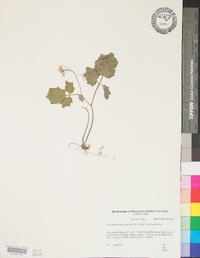 Cardamine flagellifera image