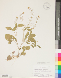 Cardamine flagellifera image